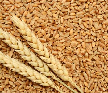 Wheat