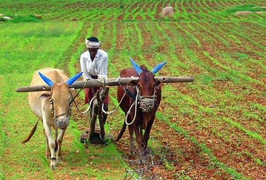 કોરોનાને લીધે શ્રમિકોની અછતથી કૃષિ ક્ષત્રે ફટકોઃ કેરી,ચીકુની સીઝનમાં ખેડુતો બન્યા ચિંતિત  