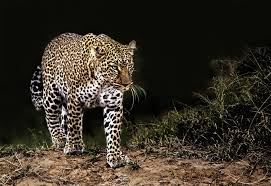 leopard