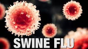 swine flu gujarat