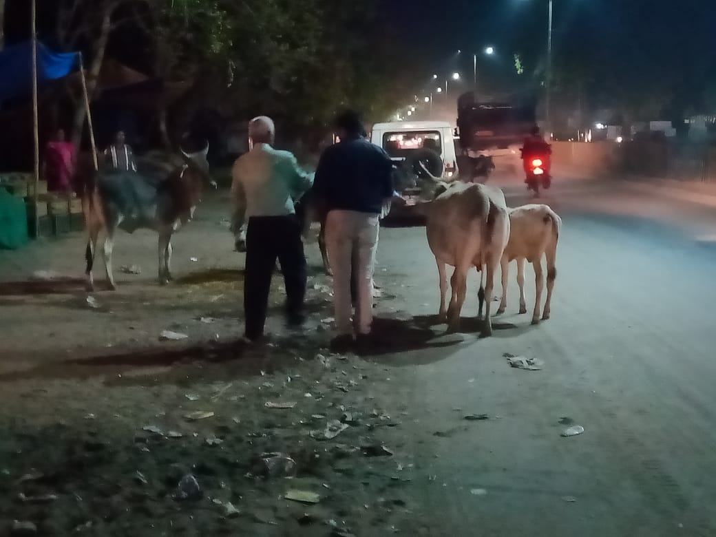 પાટણમાં ઓફિસર કલબ દ્વારા રખડતા પશુંઓને રિફ્લેક્ટર લગાવવાનું માનવતા ભર્યું કાર્ય