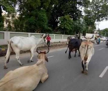 cattle on road ahmedabad