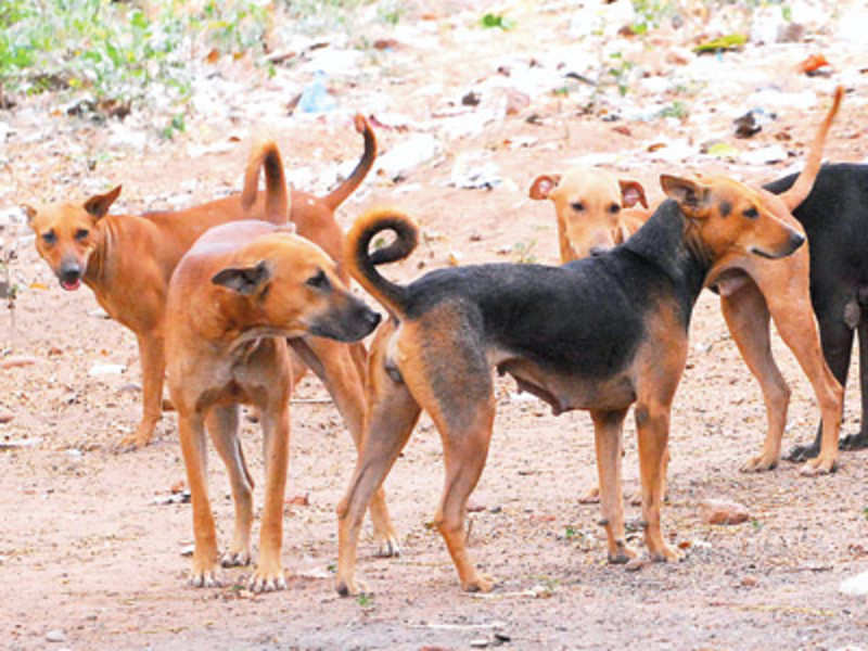 dogs