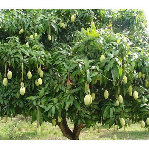 kesar mengo tree