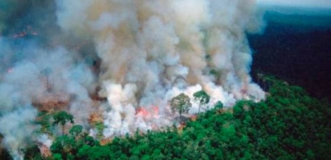 વિશ્વના સૌથી મોટા જંગલ “અમેઝોન”માં આગ યથાવતઃઅનેક પશુઓના મોત