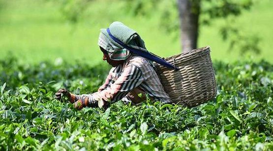 Tea Production