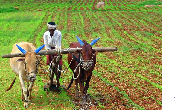 ગુજરાત બજેટ 2021- ડાંગ જિલ્લાના ખેડૂતોને રસાયણ મુક્ત ખેતી તરફ વાળવા માટે સરકારની તૈયારી