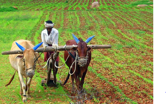 Farmers