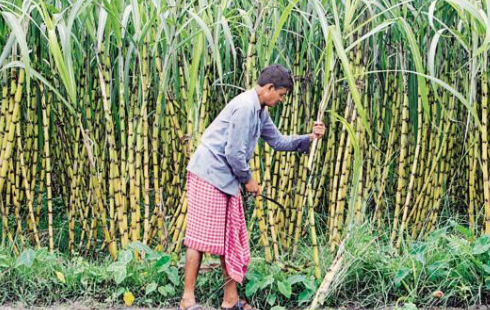 Sugar cane farmers