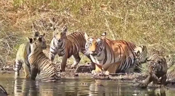 Viral Video tigers 2