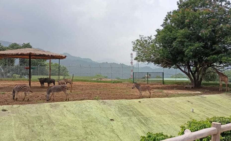 Safari Park 2