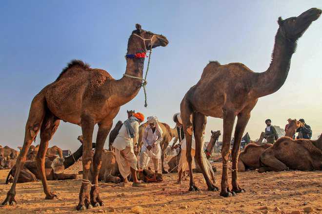 Camel milk