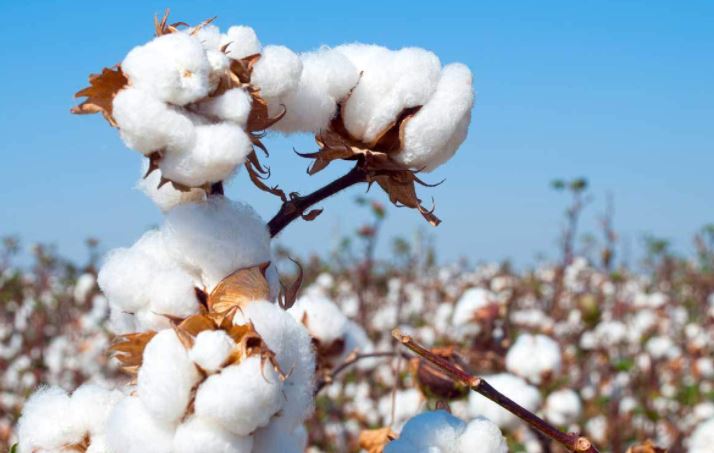 Cotton Export