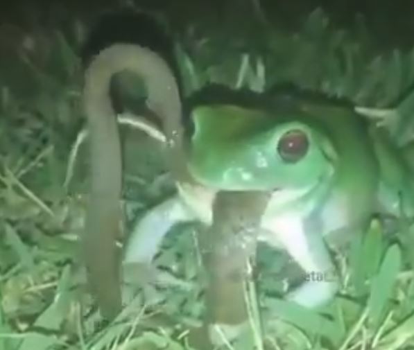 જુઓ VIRAL VIDEO: ઉલ્ટી ગંગા – દેડકાએ કર્યો સાપનો શિકાર