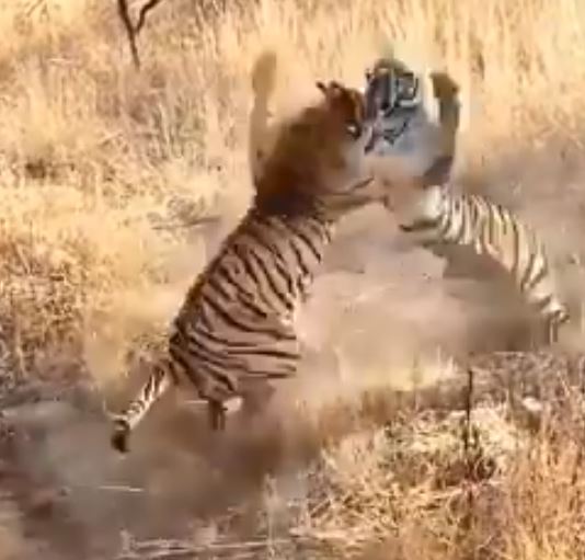જુઓ VIRAL VIDEO: રણથંભોરમાં બે વાઘ વચ્ચે દિલધડક લડાઇ