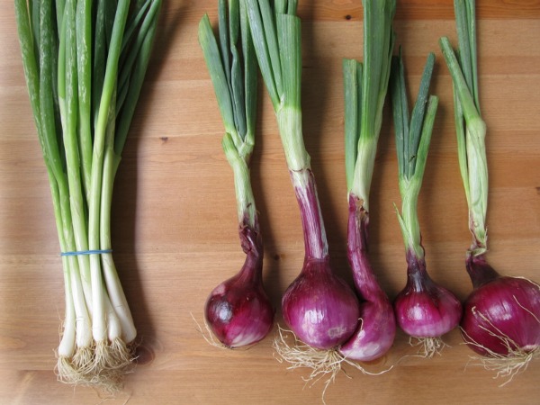 લીલી ડુંગળીનું સેવન કરવાથી થશે આશ્ચર્યજનક ફાયદા