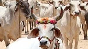 કર્ણાટક રાજ્યમાં આજથી ગૌહત્યા વિરુદ્ધનો કાયદો બનશે અમલી – ગુનો કરનાર સામે જેલની સજા અને દંડની જોગવાઈ