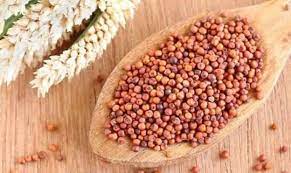 શિયાળામાં રાગીનું સેવન કરવાથી શરીર રહે છે તંદુરસ્ત – રાગીને ‘નાગલી’ તરીકે પણ ઓળખાય છે, જાણો તેમાં રહેલા અનેક ગુણો