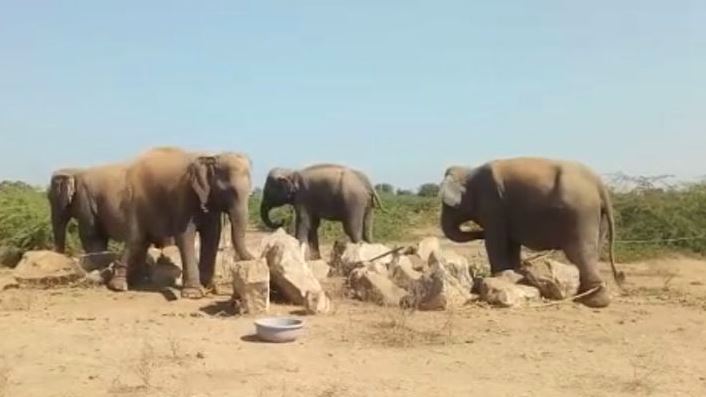 bk elefanta