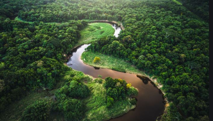 Amazon forest