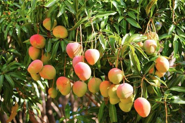 mango-tree-1