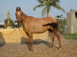 ઘોડા