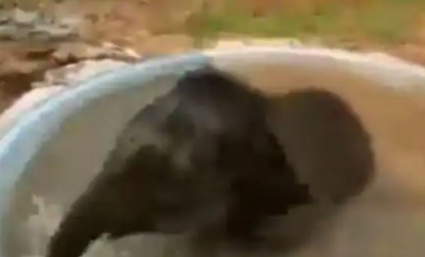 VIRAL VIDEO: જુઓ પાણીના ટબમાં મસ્તી કરતું મદનિયું, વાયરલ છે આ વીડિયો