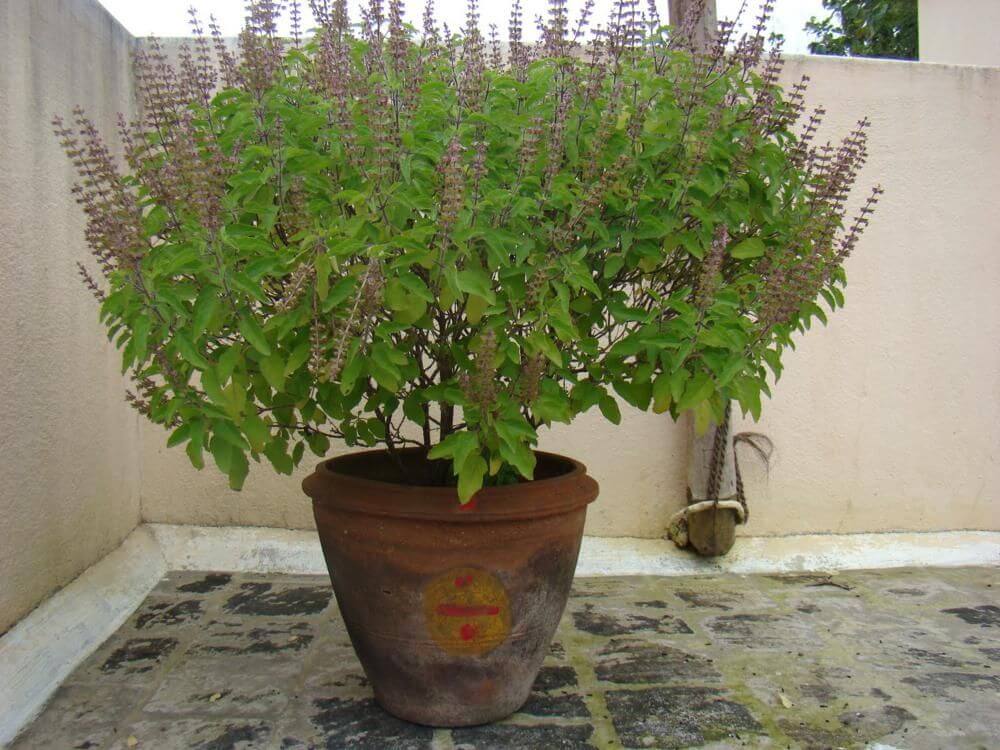 1-how-to-grow-tulsi-plant