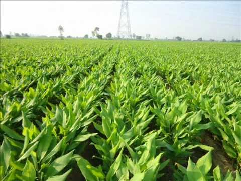 Kutch, farmers, turmeric