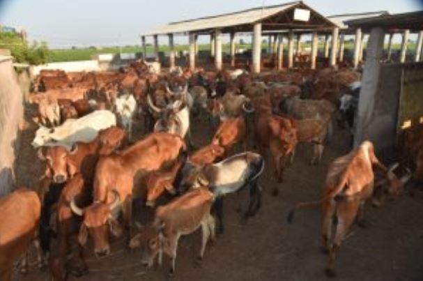 કોવિડથી બચવા ગાયના છાણનો ઉપયોગ આરોગ્ય માટે હાનિકારકઃ તબીબોનો મત