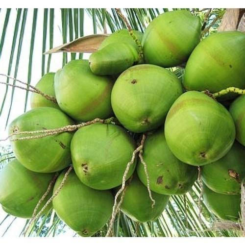 organic-green-coconut-500×500