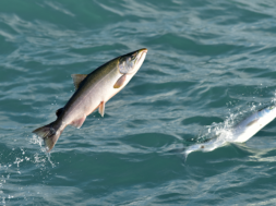 860_CCC_OA_salmon_smell_rev