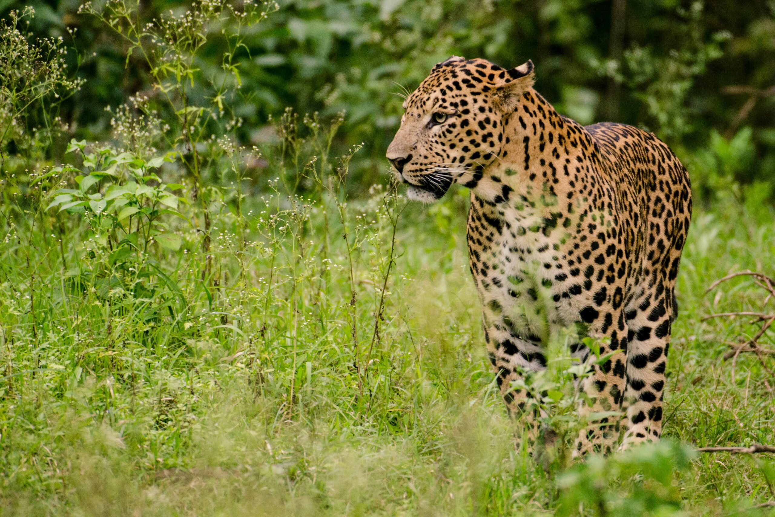 Leopard_Male_Nagarhole