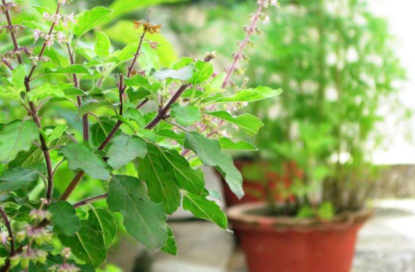 TULSI-1