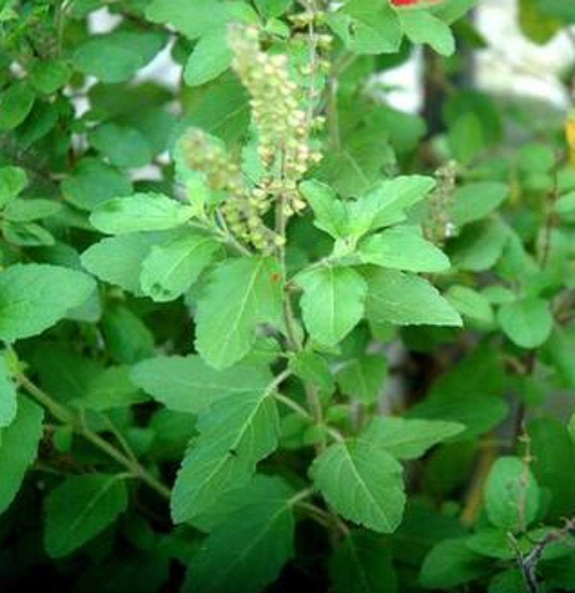 buy-rama-thulasi-plant-plantslive