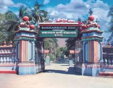 જૂનાગઢ સકકરબાગ ઝૂમાં ચાર નાના મહેમાનોનું આગમનઃ સિંહણે ચાર સિંહબાળને આપ્યો જન્મ