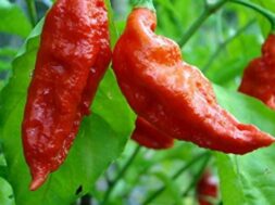 Bhut zolakia