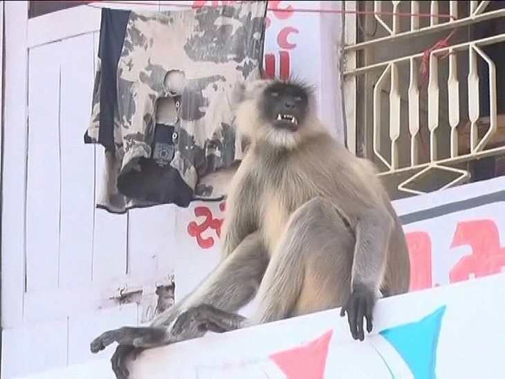 અમદાવાદના સરસપુરમાં વાંદરાનો તરખાટ, 17 વ્યક્તિઓને કરડતા હાઈકોર્ટમાં રિટ પિટિશન