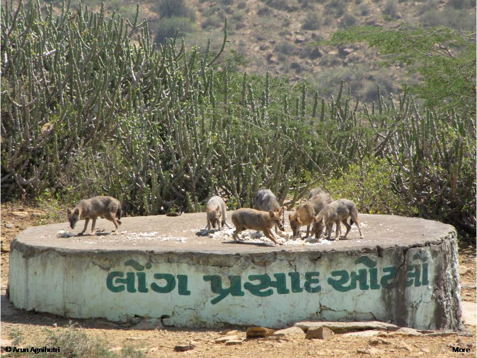 કચ્છના કાળા ડુંગર પર દત્તાત્રેય મંદિરમાં સાંજે ખાચડીનો પ્રસાદ આરોગવા આવતા શિયાળો હવે કેમ નથી આવતા ?