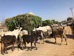 પશુઓ માટેના ચારાના ભાવમાં વધારો થતા પાંજરોપોળોની હાલત કફોડી બની