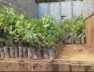 plantesion