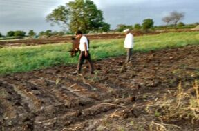 Banaskantha, no rain, farmers worried