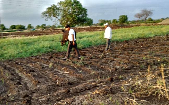 ગુજરાતમાં ખેડૂતોએ 85 હજારથી વધારે હેકટરમાં ખરીફ પાકનું કર્યું વાવેતર