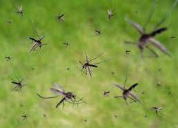 Infestation of mosquitoes-2