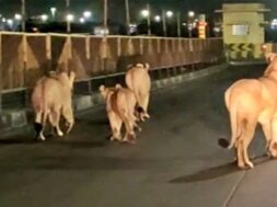 Rajula rescues five lions