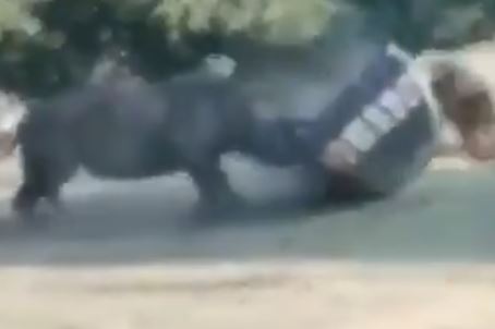 VIRAL VIDEO: સળી કરતા ગેંડાનો પિત્તો ગયો, કારને ફૂટબોલની જેમ દૂર સુધી ફંગોળી, જુઓ વીડિયો