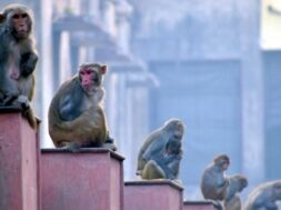 in-monkeys_up