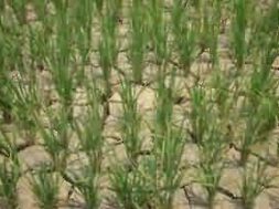 low rainfall-1