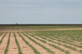low rainfall
