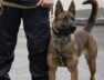 Briggs Breed Dog